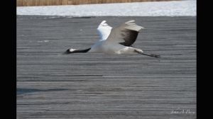 Red Crowned Crane